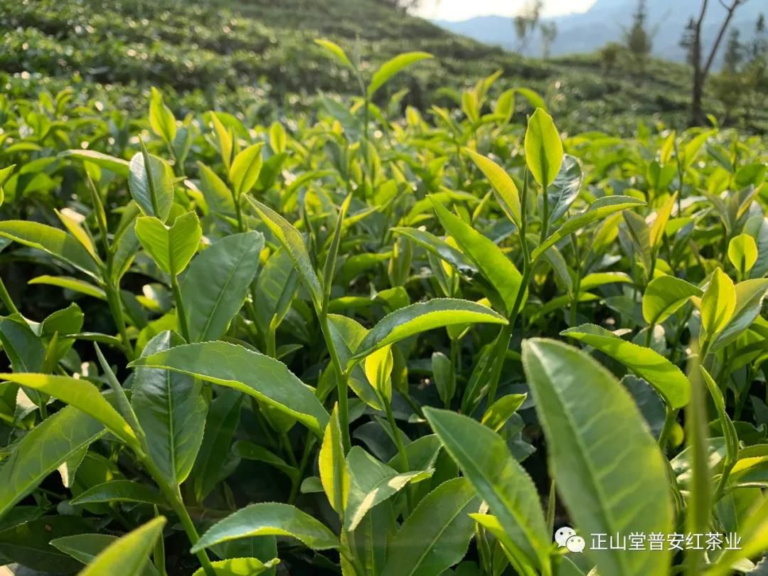 茶为知音、学会喝茶、受益终身。