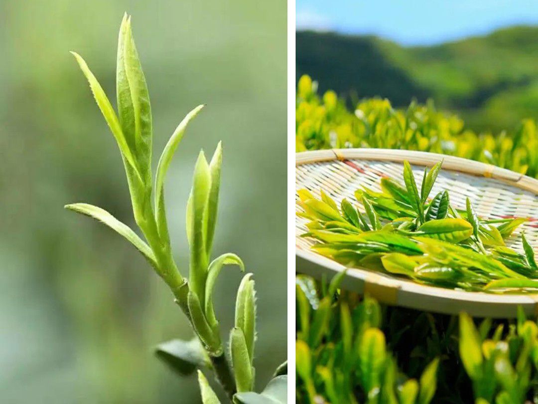 春茶选购小技巧来了！快快收藏！