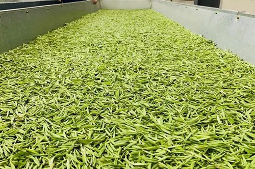 春茶的营养有多高？