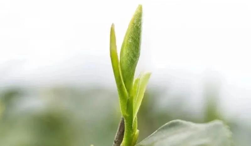 贵州普安红茶叶公司