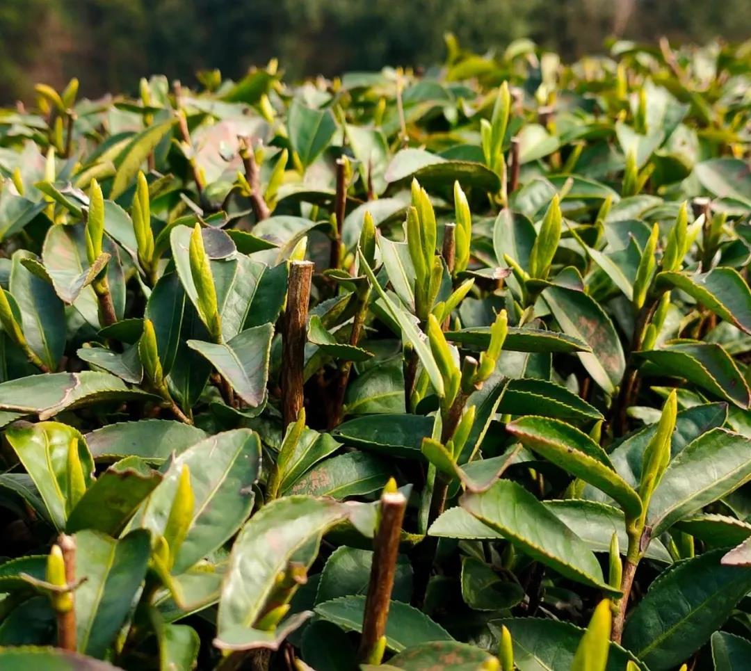 贵州普安红茶叶公司